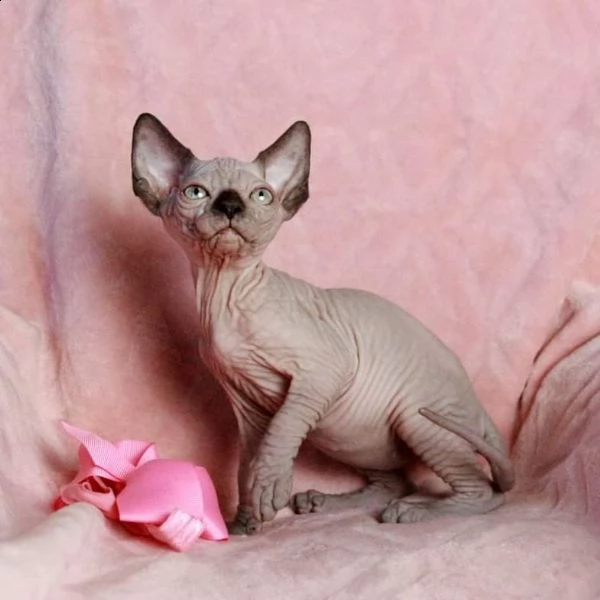 gattini canadian sphynx ( gatto nudo)