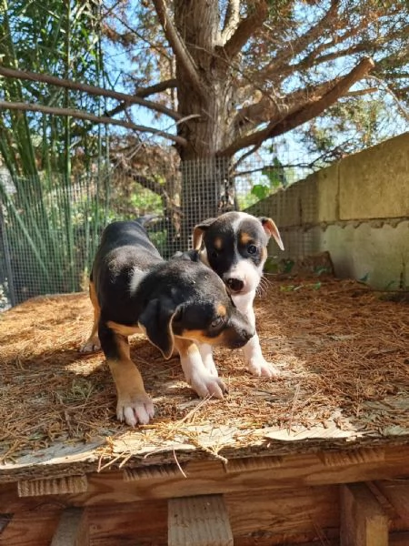 Cuccioli Amstaff Tricolore con pedigree