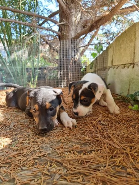 Cuccioli Amstaff Tricolore con pedigree | Foto 1