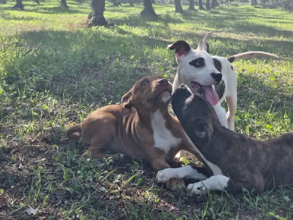 Cuccioli Amstaff Pedigree ENCI Bari Lecce Taranto Foggia | Foto 4