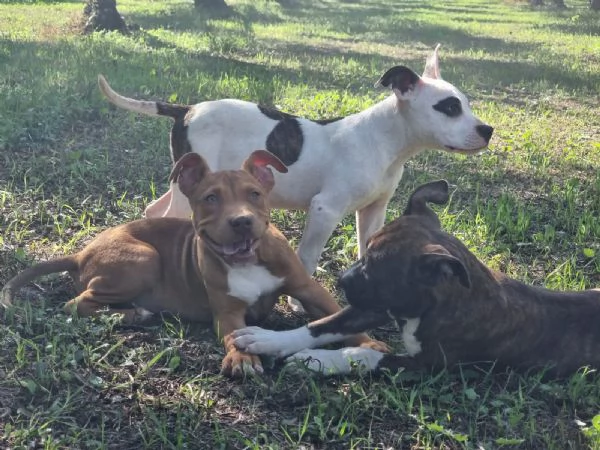 Cuccioli Amstaff Pedigree ENCI Bari Lecce Taranto Foggia | Foto 2