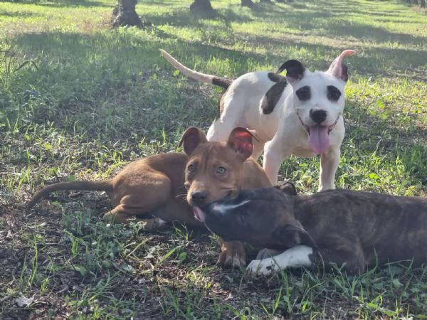 Cuccioli Amstaff Pedigree ENCI Bari Lecce Taranto Foggia | Foto 1