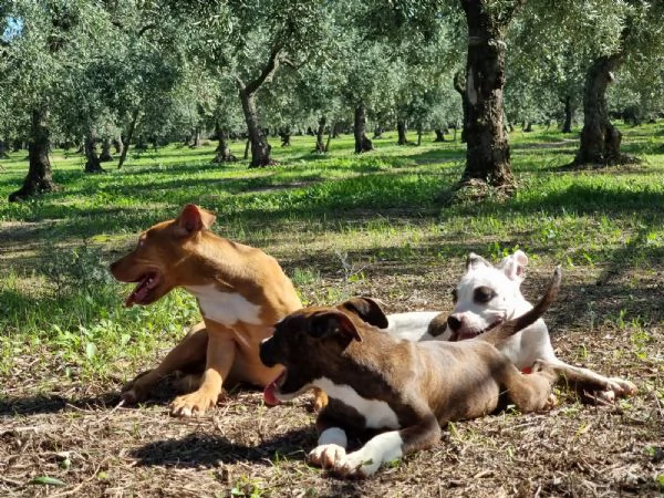 Cuccioli Amstaff Pedigree ENCI Bari Lecce Taranto Foggia | Foto 0