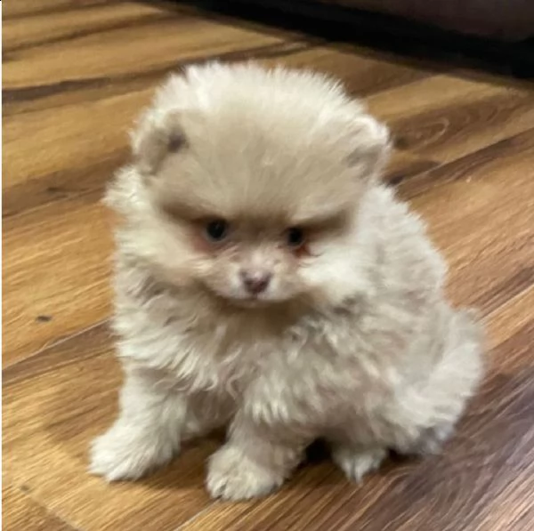 regalo pomerania cuccioli (maschio e femmina) 