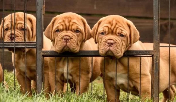 regalo cuccioli di dogue de bordeaux 