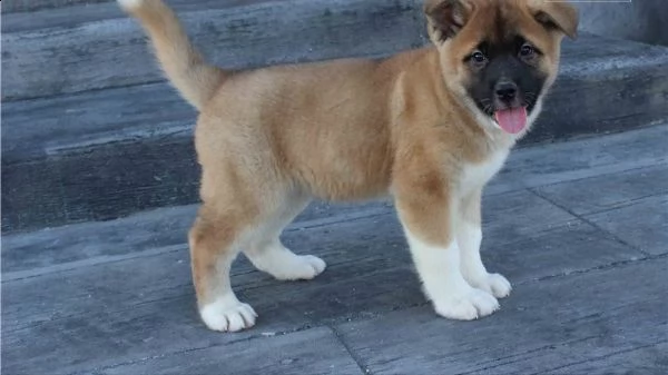 regalo akita cuccioli meravigliosi ! 