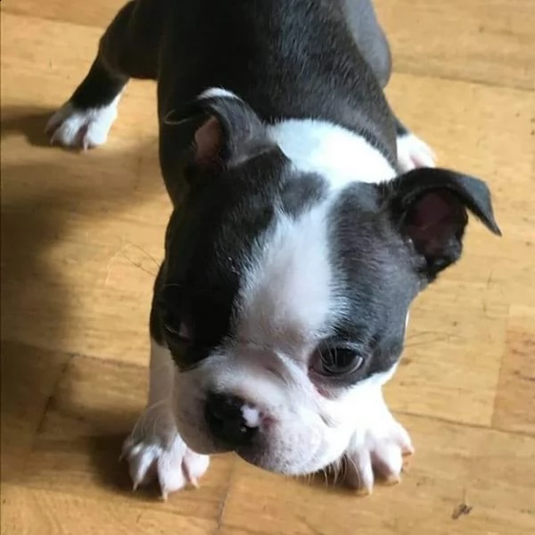 regalo boston terrier meravigliosi !  nati in casa da nostri esemplari ipertipici carattere ottimo a