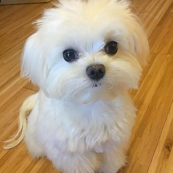 cuccioli di razza mini maltese