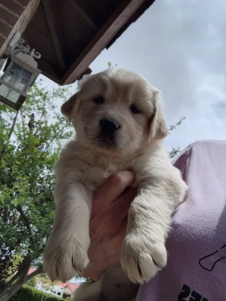 disponibili cuccioli di golden retriever ,verranno consegnati con, microchip, iscrizione anagrafe ca