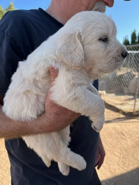 disponibili cuccioli di golden retriever muniti di pedigree, vaccinazioni, sverminazione e microchip