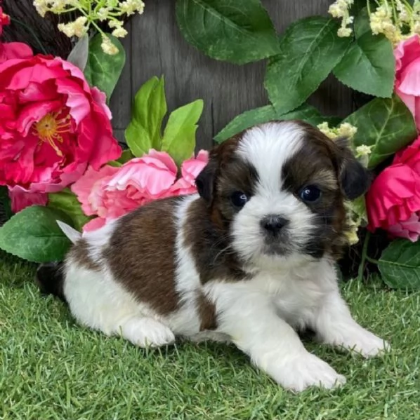 regalo bellissimi cuccioli allevati shih-tzu, colore bianco e nero.