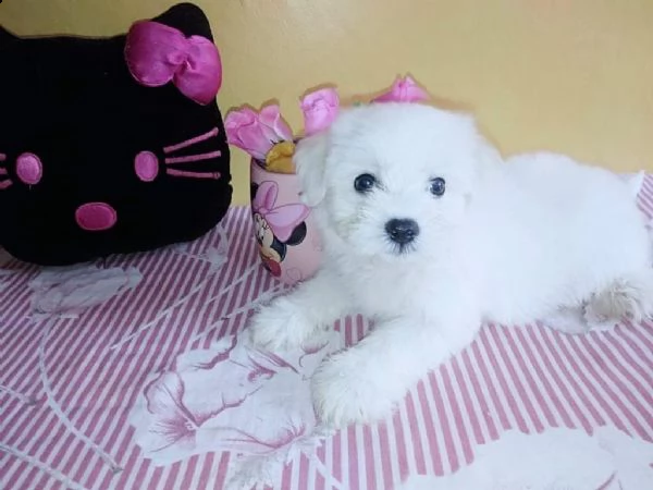 cuccioli di maltese mini toy | Foto 0