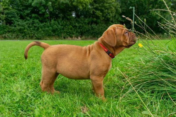 regalo bellissimi maschi e femmine dogue de bordeaux cuccioli 