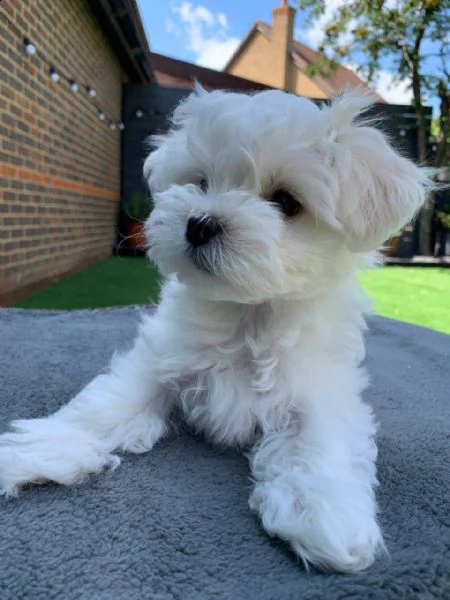 cuccioli di cane maltese | Foto 0