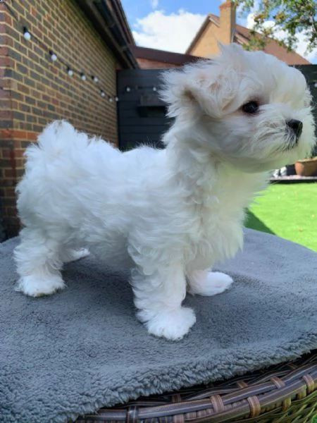 cuccioli di cane maltese