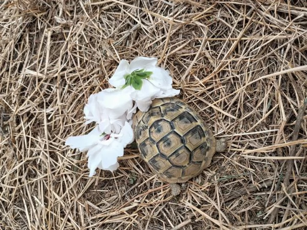 Testudo hermanni  | Foto 2