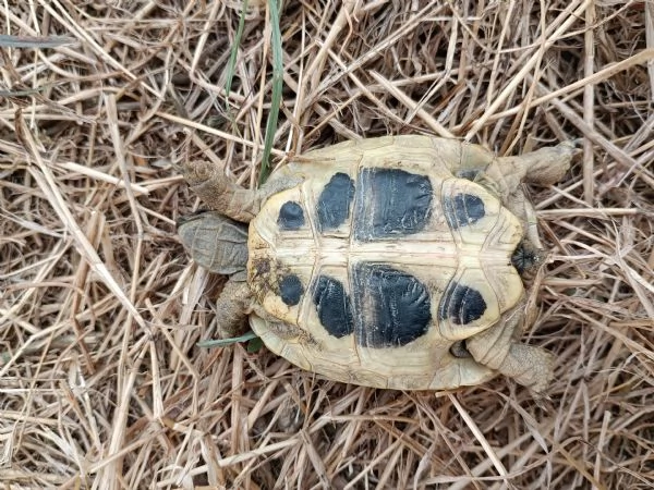 Testudo hermanni  | Foto 1