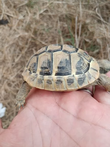 Testudo hermanni 