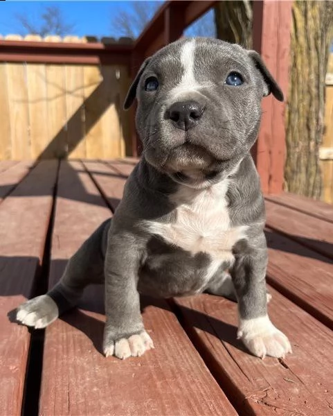 regarlo american cuccioli bellissima cucciolata cerca nuova famiglia, 4 maschi e 3 femmina, 60 gg, t