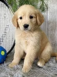 disponibili cuccioli di golden retriever muniti di pedigree, vaccinazioni, sverminazione e microchip