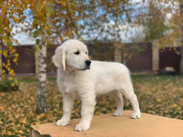 golden retriever cuccioli!!!!