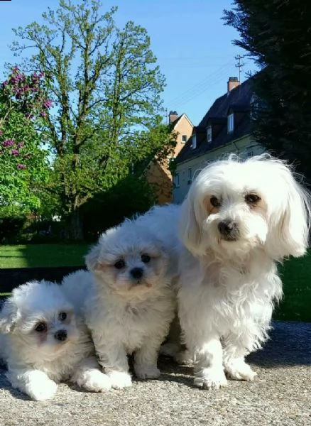 abbiamo adorabili cuccioli maltesi maschi  | Foto 5