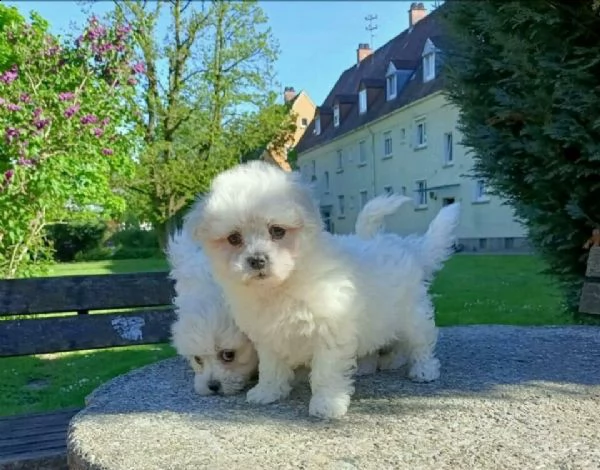 abbiamo adorabili cuccioli maltesi maschi  | Foto 4