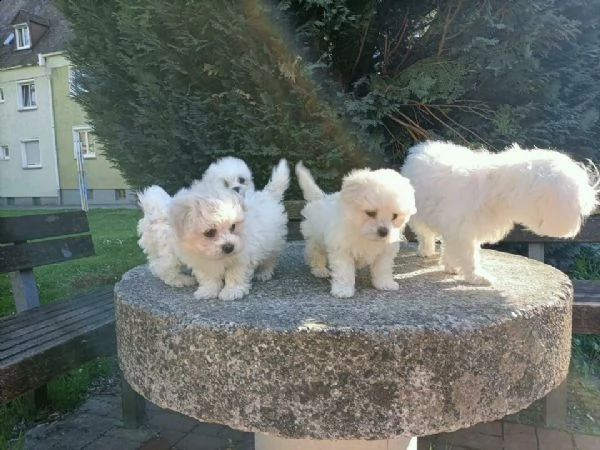 abbiamo adorabili cuccioli maltesi maschi  | Foto 3