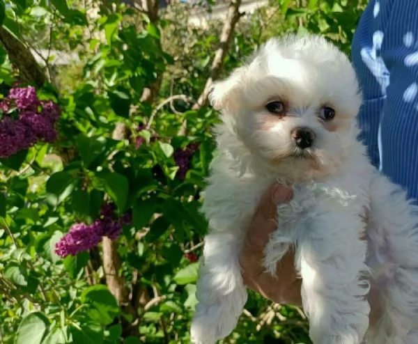 abbiamo adorabili cuccioli maltesi maschi  | Foto 2