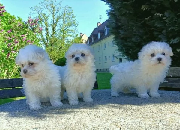 abbiamo adorabili cuccioli maltesi maschi  | Foto 1