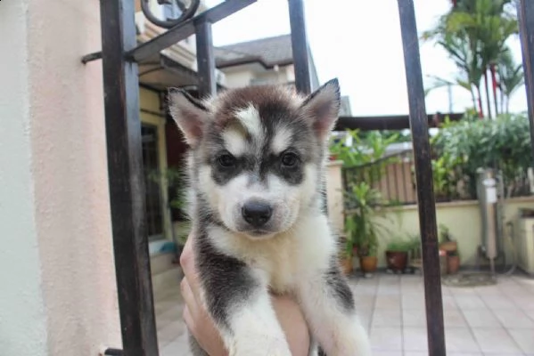 simpatici e adorabili cuccioli di husky siberiano | Foto 5