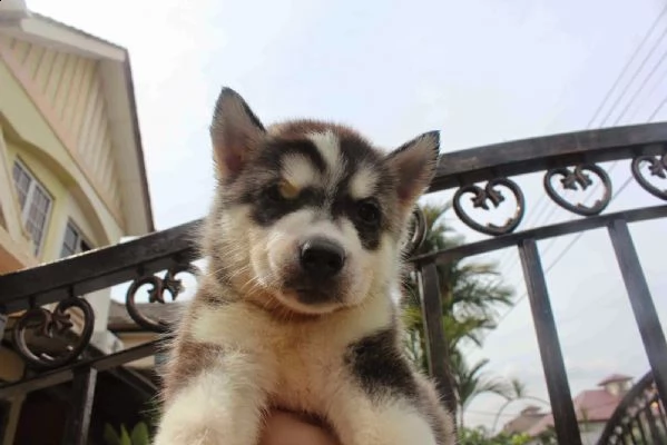 simpatici e adorabili cuccioli di husky siberiano | Foto 4