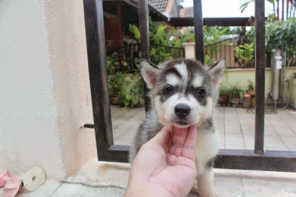 simpatici e adorabili cuccioli di husky siberiano | Foto 3