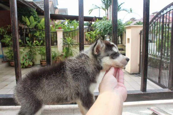 simpatici e adorabili cuccioli di husky siberiano | Foto 2