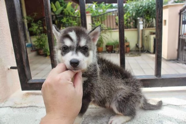 simpatici e adorabili cuccioli di husky siberiano