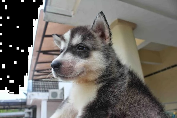 simpatici e adorabili cuccioli di husky siberiano | Foto 1