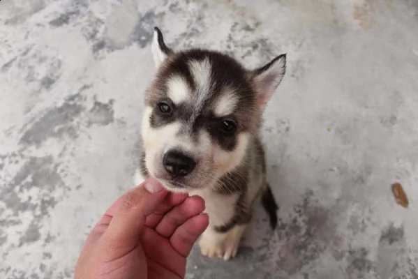 simpatici e adorabili cuccioli di husky siberiano | Foto 0