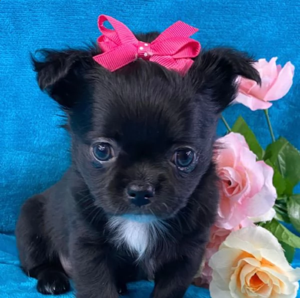  regalo cuccioli dolce e bella chihuahua toy