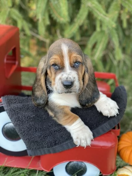 regalo adorabili cuccioli  basset hound femminucce e maschietti gratuita