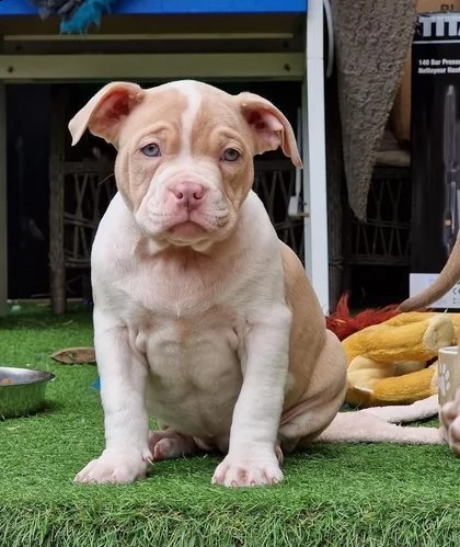 regarlo american cuccioli bellissima cucciolata cerca nuova famiglia, 4 maschi e 3 femmina, 60 gg, t