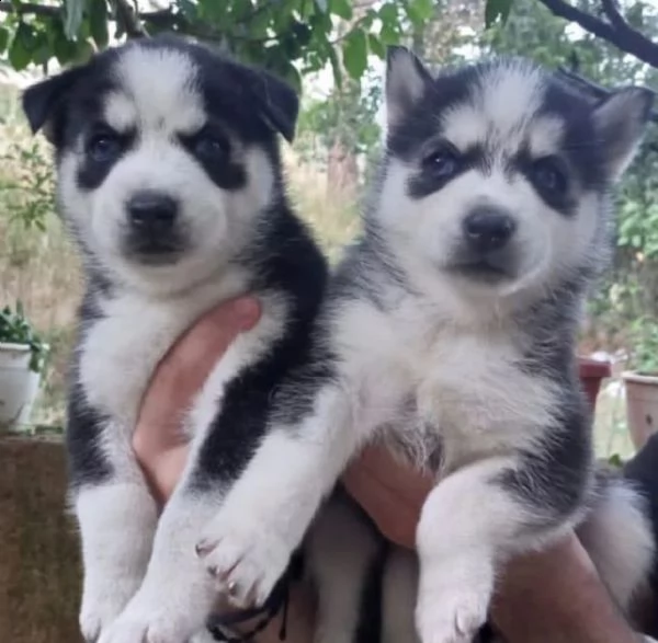 cuccioli di husky in adozione 