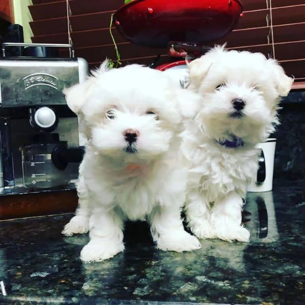 due cuccioli di maltese bianchi