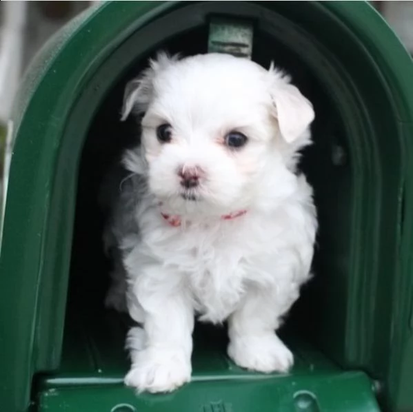 cuccioli di razza maltese tre mesi