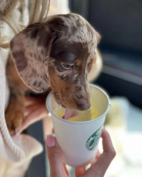 cuccioli di bassotto a pelo lungo