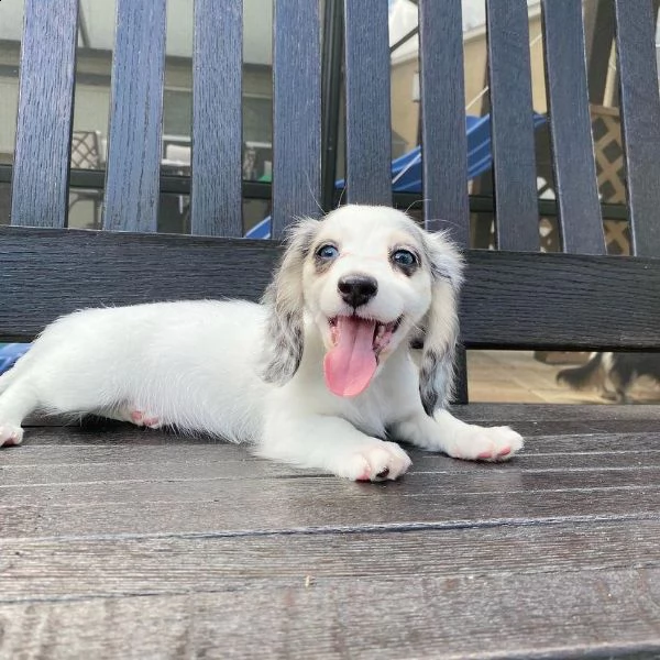 cuccioli di bassotto a pelo lungo | Foto 6