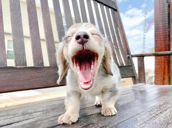 cuccioli di bassotto a pelo lungo | Foto 4