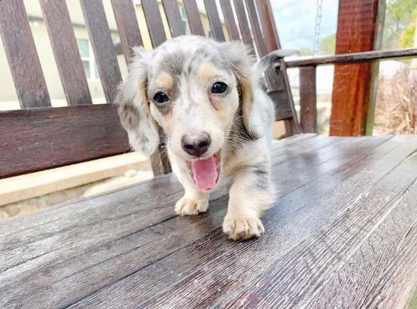 cuccioli di bassotto a pelo lungo | Foto 2