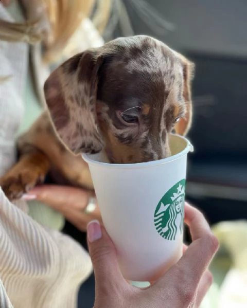 cuccioli di bassotto a pelo lungo | Foto 1