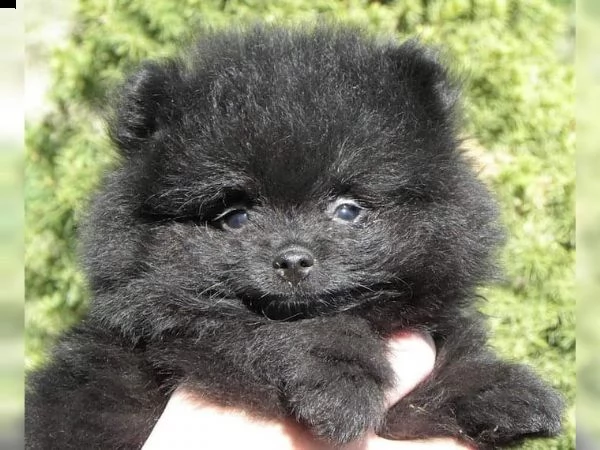 cuccioli di pomerania | Foto 6