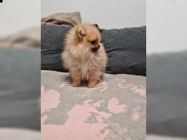 cuccioli di pomerania | Foto 5